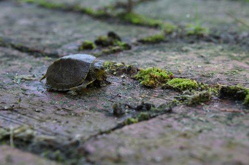 turtle  small  slow