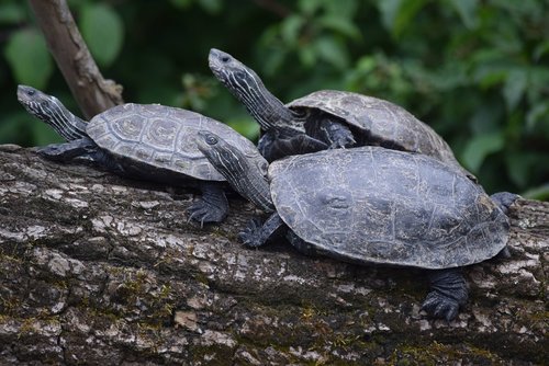 turtle  nature  animals