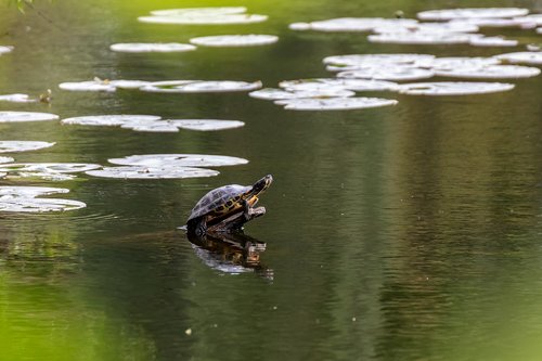 turtle  water  pond