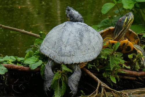 turtle  water  shield