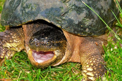 turtle  snapping turtle  snapping