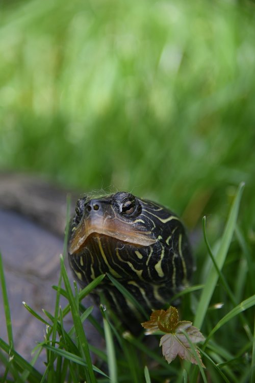 turtle  reptile  grass