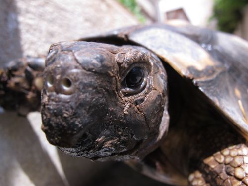 turtle animal tortoise