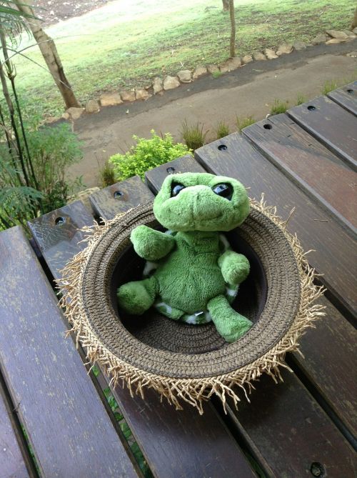 turtle doll toy