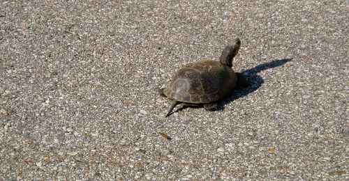 turtle road crawl