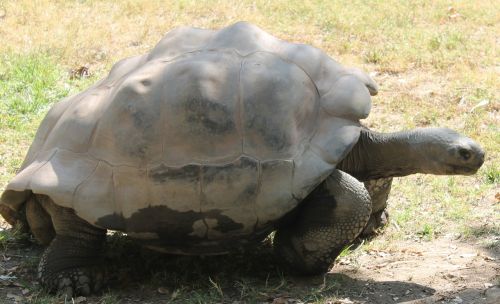 turtle tortoise animal
