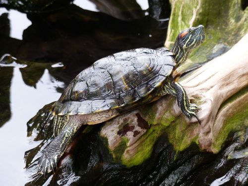 turtle water nature