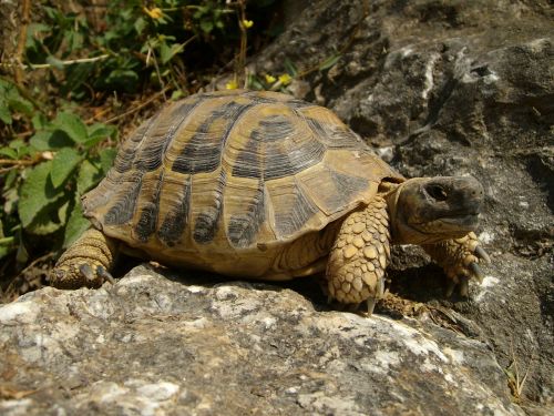 turtle rocks nature