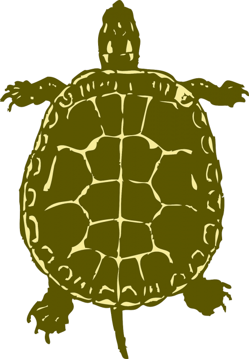 turtle top green