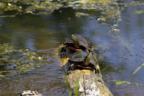 turtle couple sushwap lake