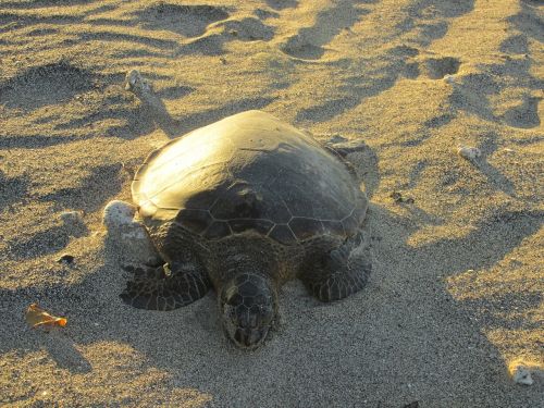 turtle beach wildlife