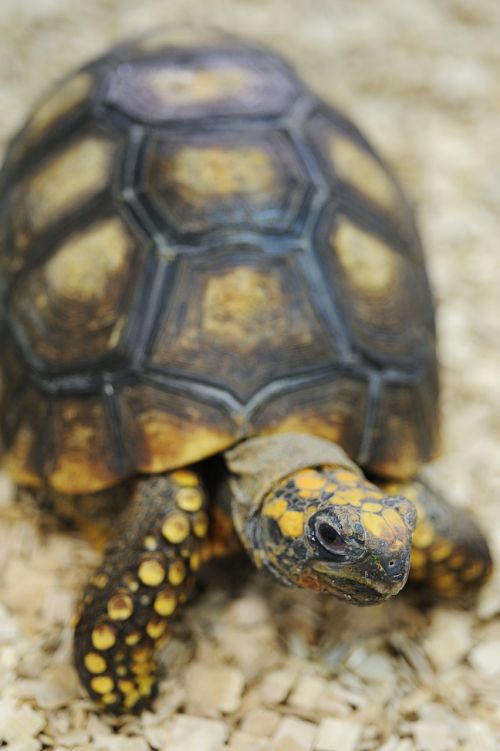 turtle animal reptile