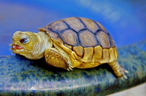 turtle animal reptile