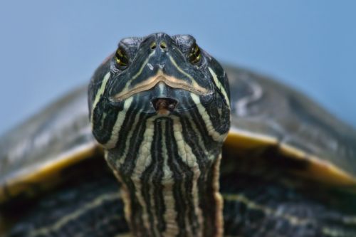 turtle animal reptile