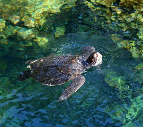turtle tortoise swimming