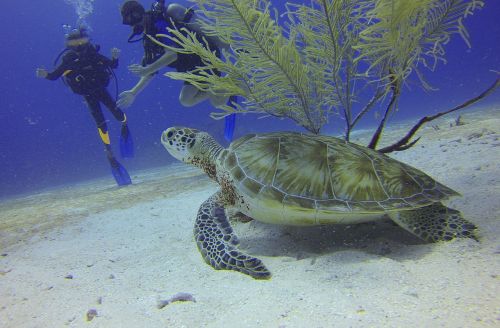 turtle scuba diving divers