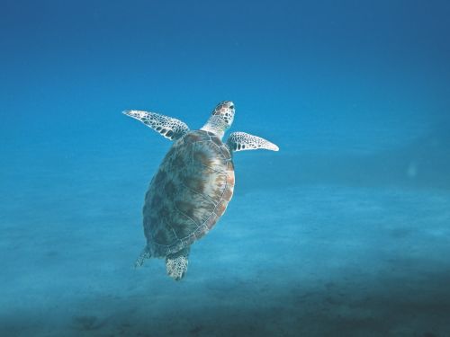 turtle animal marine