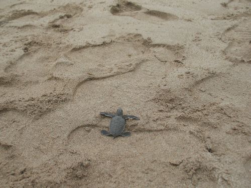 turtle tortoise sand