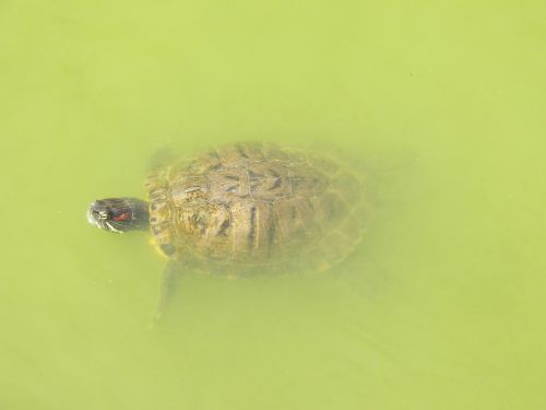 turtle water animal