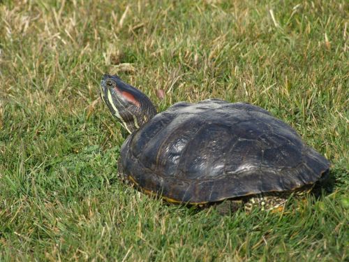 turtle terrapin florida turtle