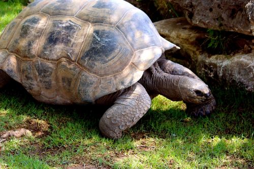 turtle tortoise shell