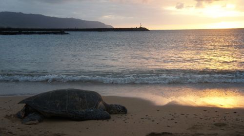 turtle sunset beach