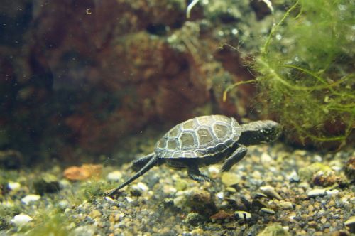 turtle baby animals