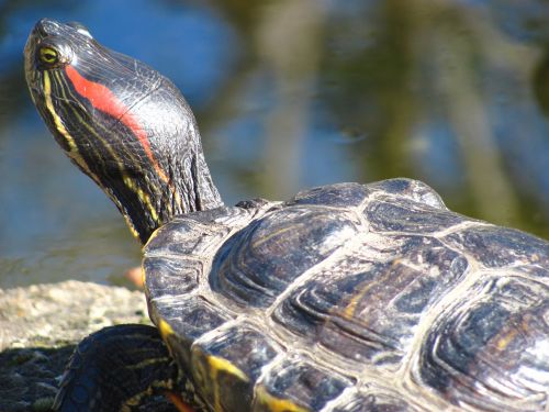 turtle nature outdoor