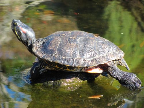 turtle nature outdoor