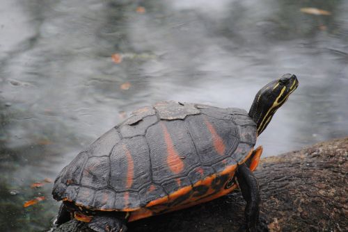 turtle green orange