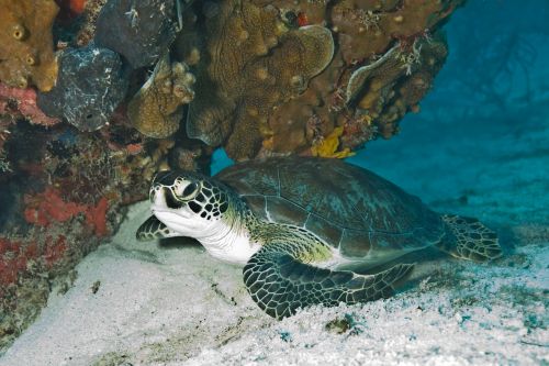 turtle sea green