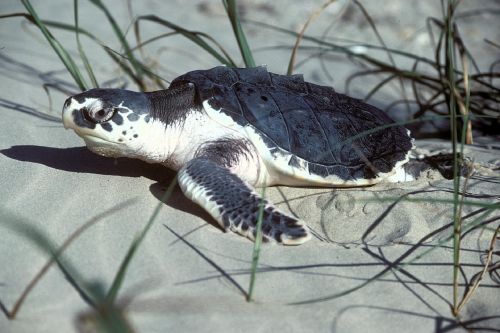 turtle sea kemps ridley