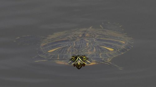 turtle water water turtle