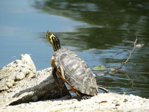 turtle water rock