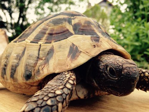 turtle greek tortoise animal