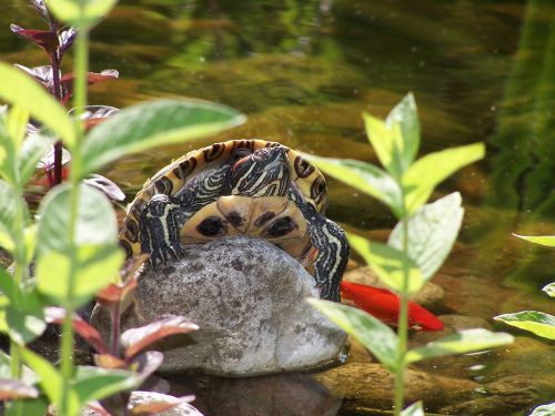 turtle nature water