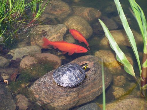 turtle goldfish biotope