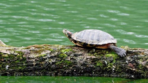 turtle nature water