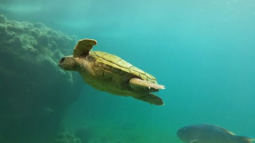 turtle ocean swim