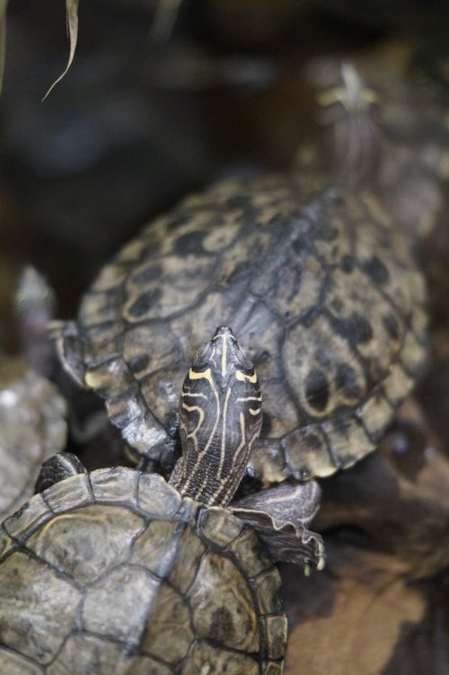 turtle head drawing