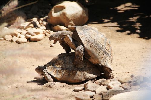 turtle act zoo