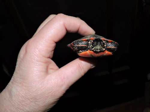 turtle hand animal