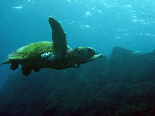 turtle sea green