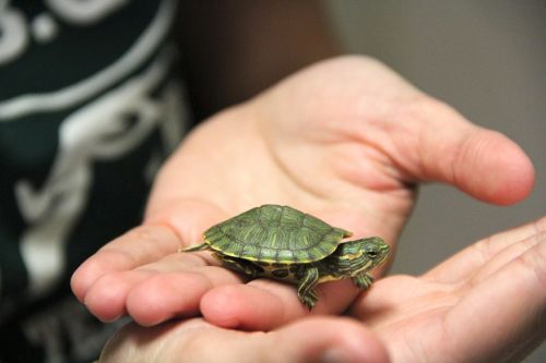 turtle pet cute