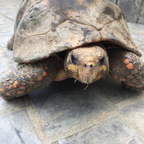 turtle tortoise slow