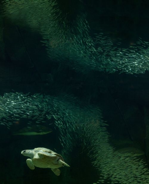 turtle aquarium fish tank