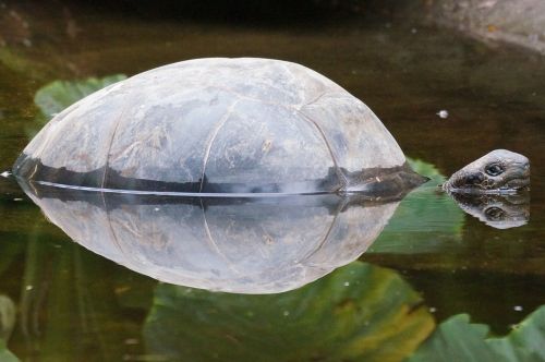 turtle pond mirroring