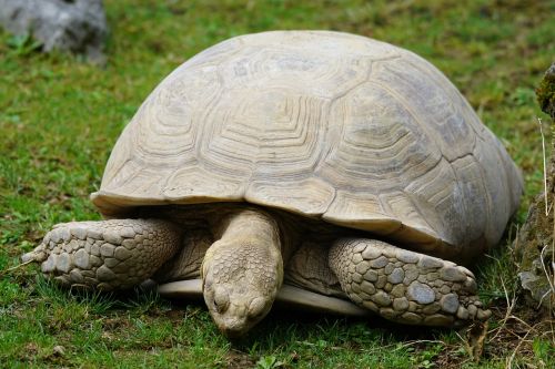 turtle slowly large