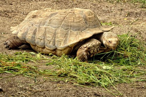 turtle tortoise wild animal