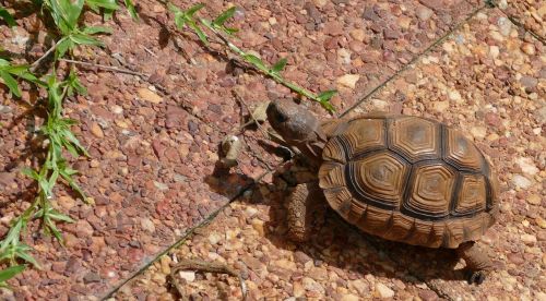 turtle tortoise walking